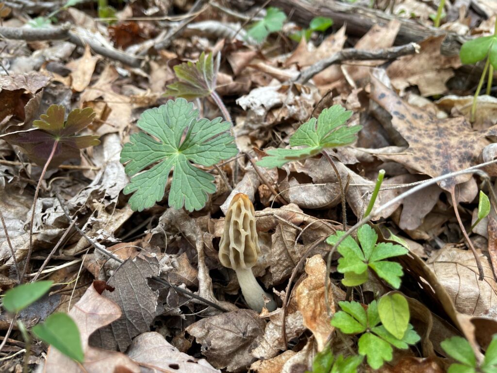 First Time Hunting Yellow Morels in the Missouri Ozarks